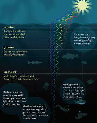 Illustration for article titled What Happens To Sunlight As It Filters Through The Ocean?